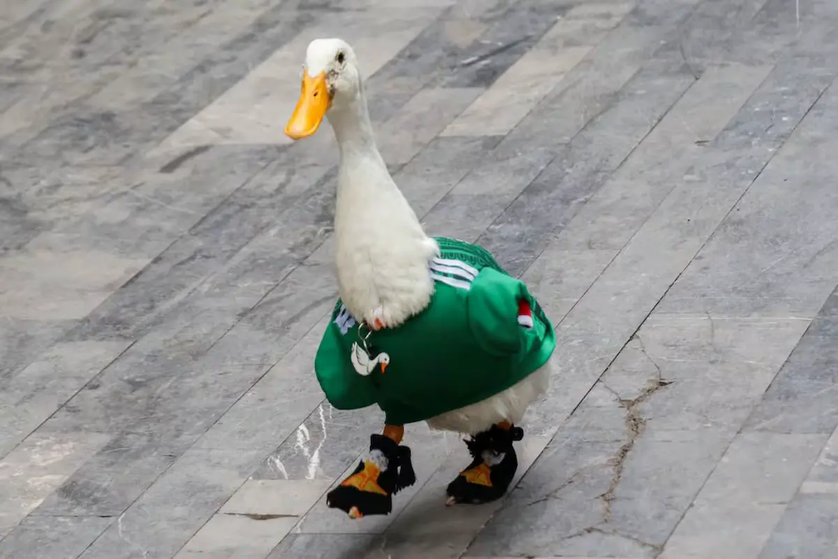 Marca Pato Merlín pertenece a familia