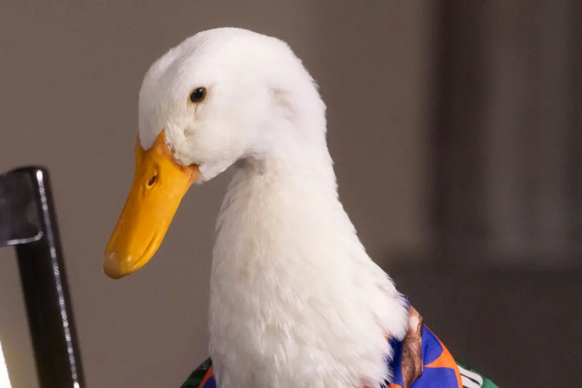 Marca Pato Merlín pertenece a familia 