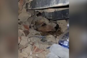 Terremoto en Venezuela