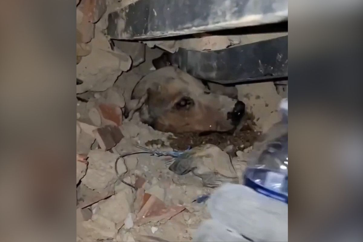 Terremoto en Venezuela