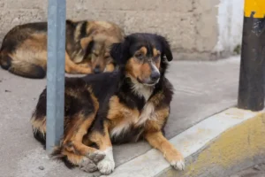 Ataque a perritos en Tlaxcalancingo ya es investigado por FGE