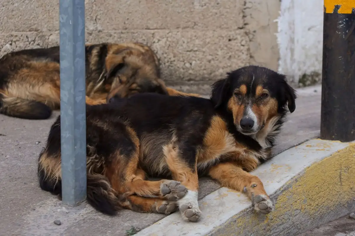 Ataque a perritos en Tlaxcalancingo ya es investigado por FGE