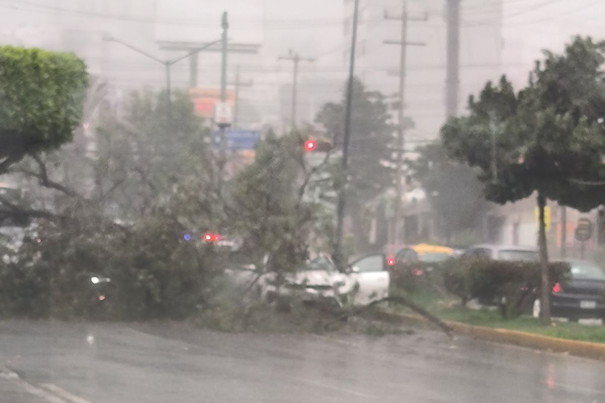 Tromba provoca caída de árbol sobre un vehículo en la Recta a Cholula