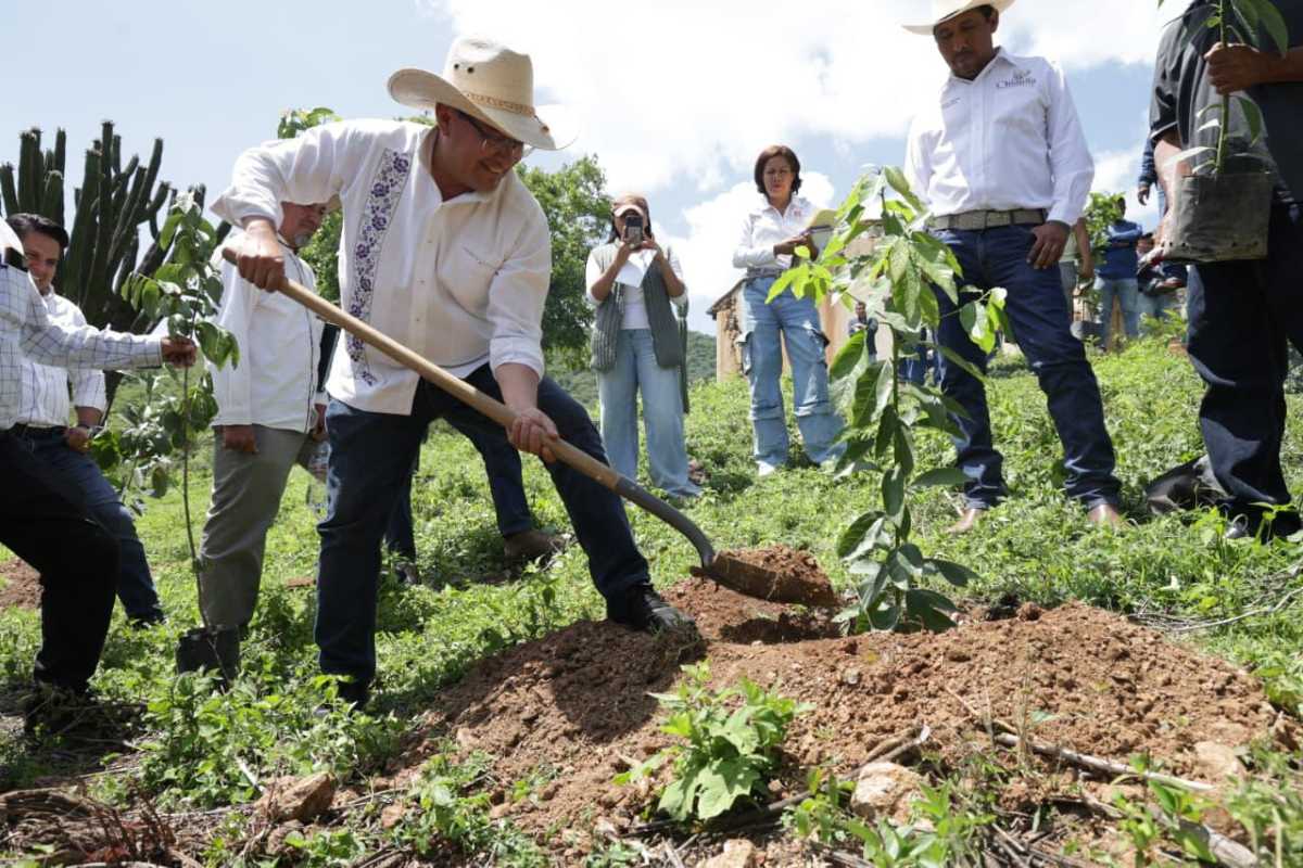 Diputado Pável Gaspar en jornada de reforestación en San Miguel Ejido | Foto: Cortesía