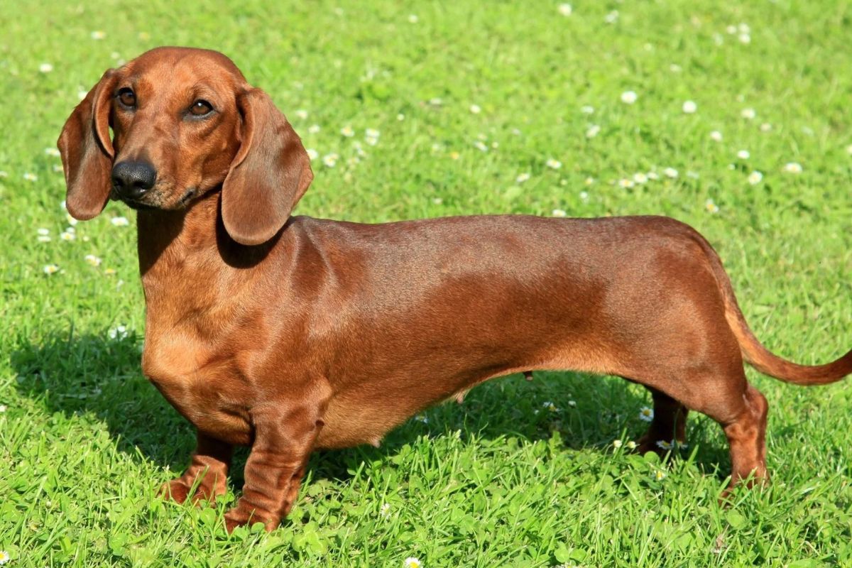Queman a perro en Villas Periférico porque ladraba mucho 