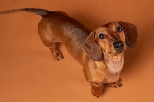 Vecinos de Villas Periférico queman a perro salchicha que ladraba mucho