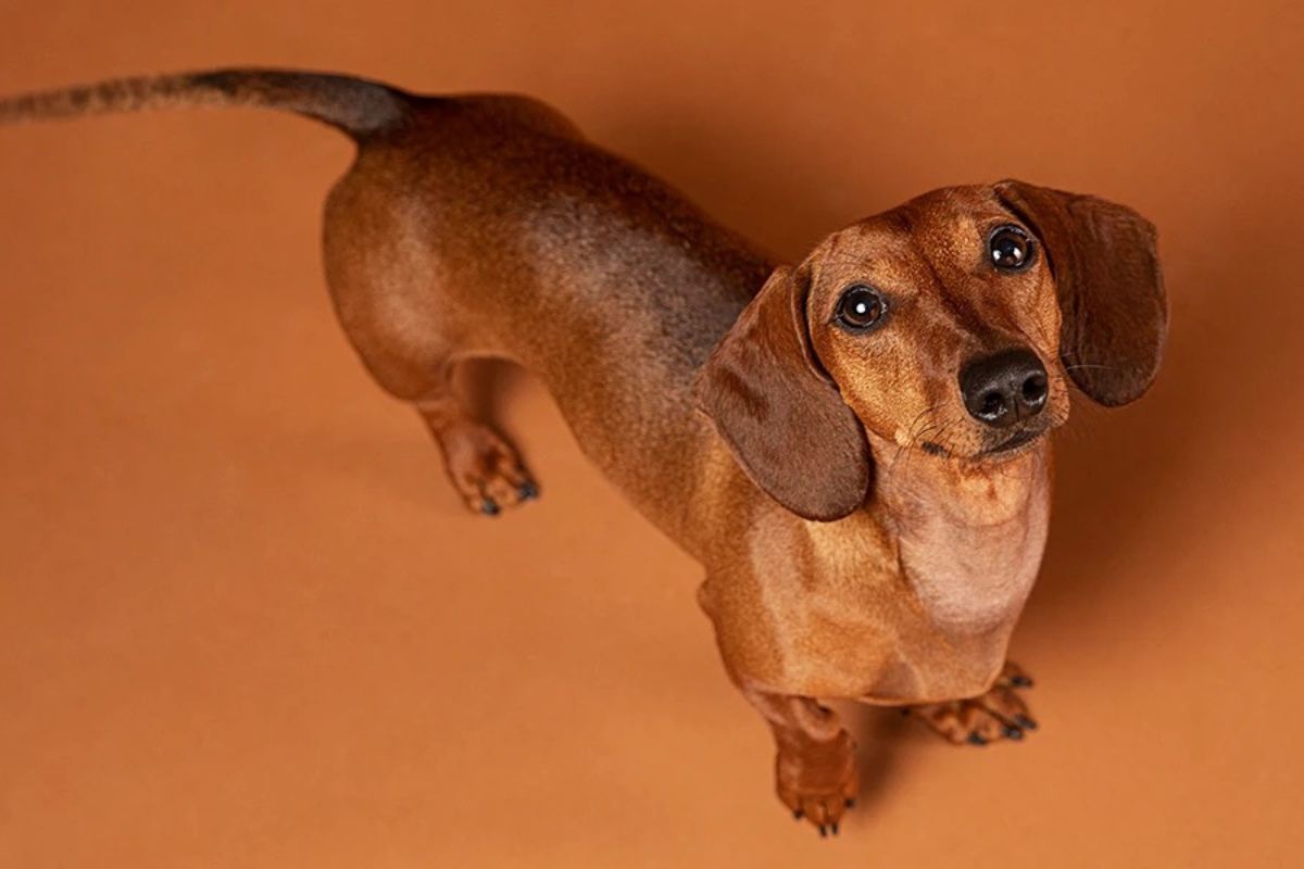 Vecinos de Villas Periférico queman a perro salchicha que ladraba mucho