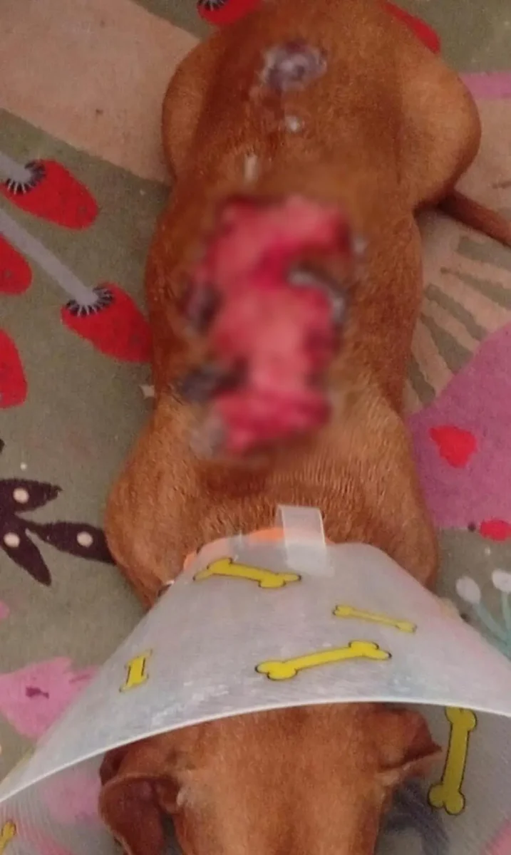 Vecinos de Villas Periférico queman a perro salchicha que ladraba mucho 