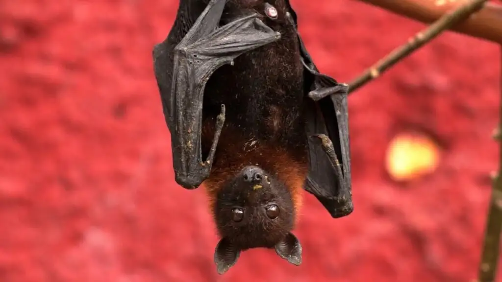 Niño muere de rabia tras despertar con un murciélago en su cara 2 Esto sabemos sobre el caso del Niño Murciélago de Canadá