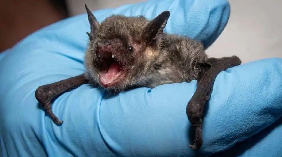 Niño muere de rabia tras despertar con un murciélago en su cara 3 Esto sabemos sobre el caso del Niño Murciélago de Canadá