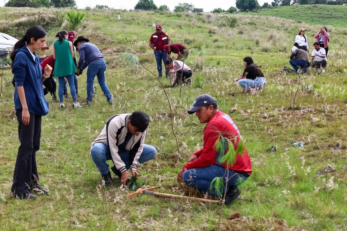 Impulsa Tonantzin Fernández acciones permanentes de reforestación en el Cerro Zapotecas