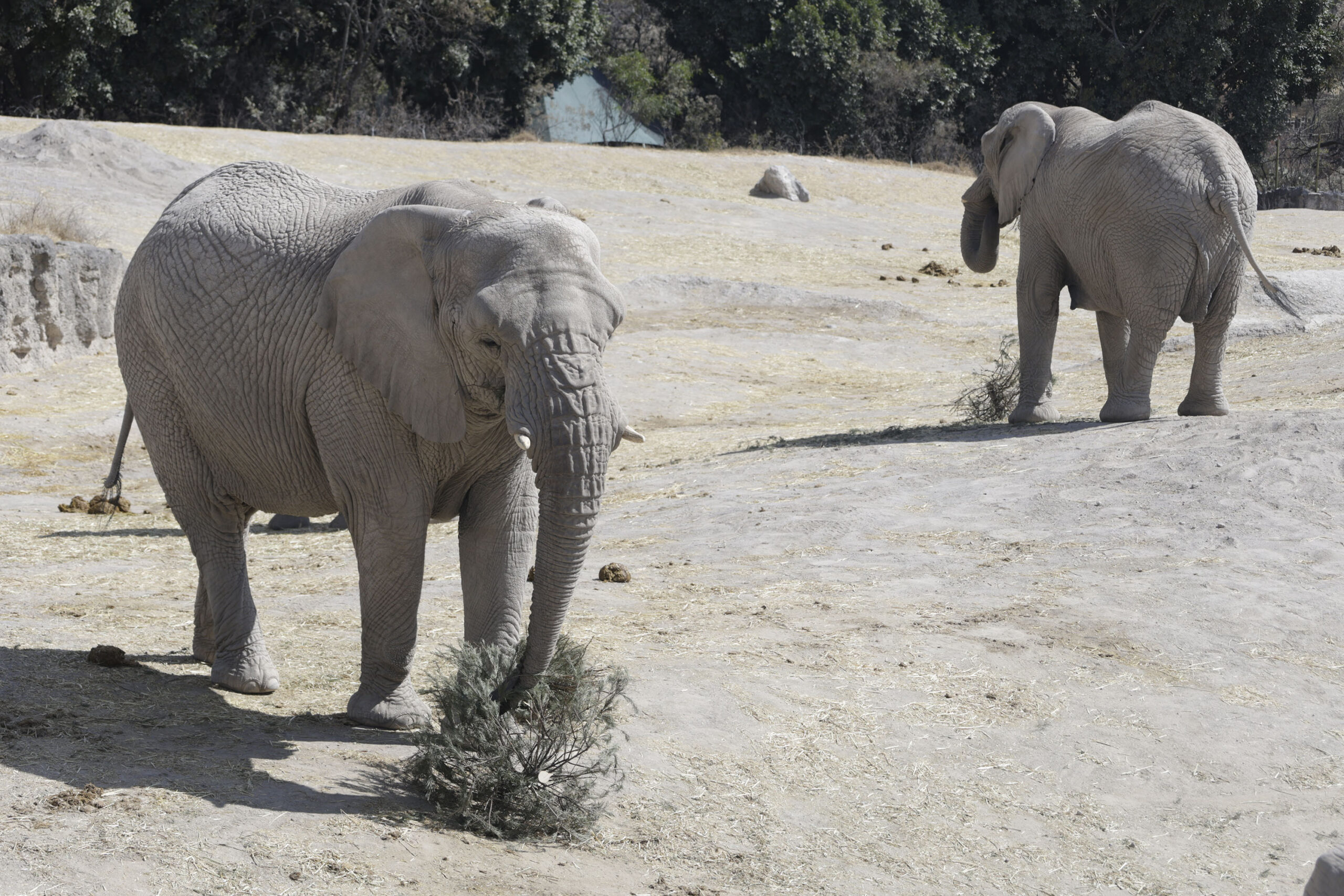 Africam Safari regalará mil entradas | Foto: Agencia Enfoque