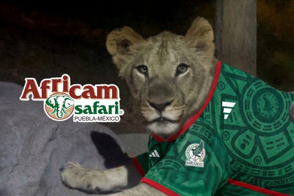 Africam Safari regalará mil entradas | Foto: Agencia Enfoque