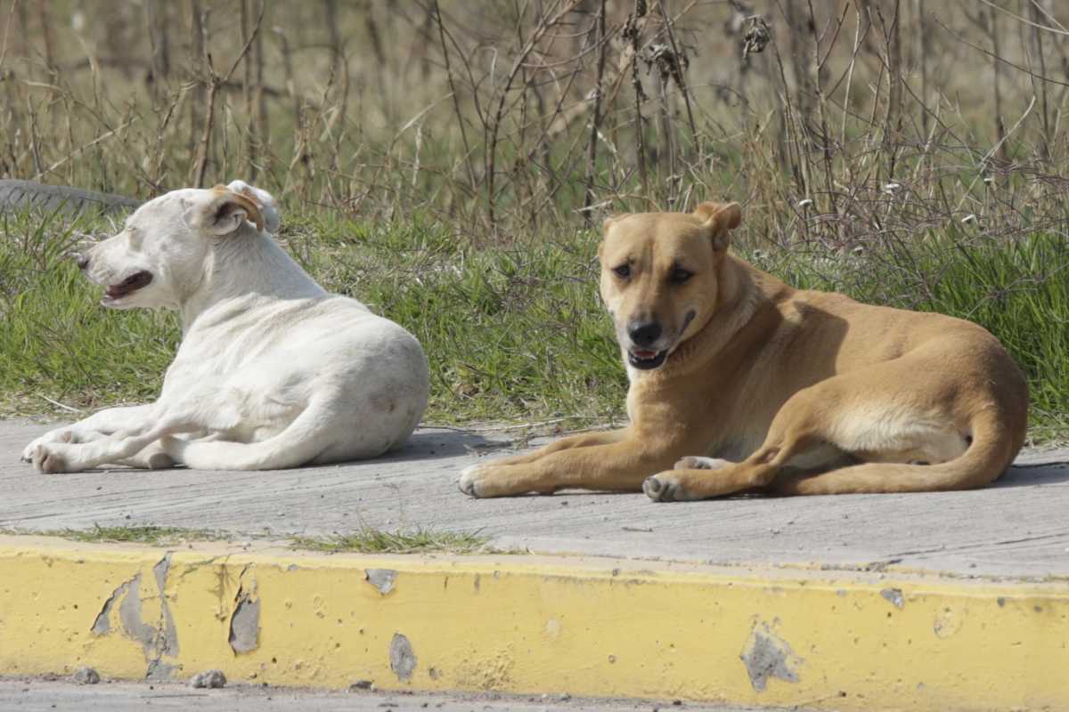 gusano barrenador en puebla PORTADA