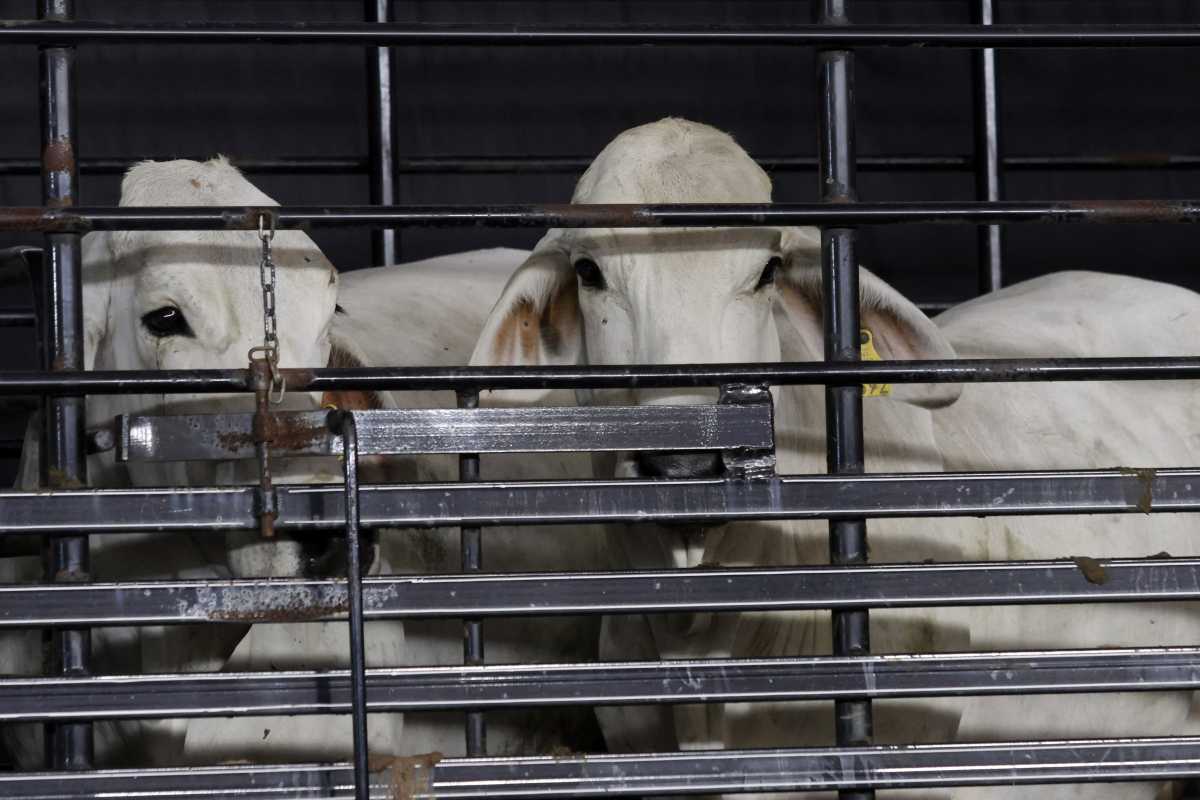 Puebla acumula 35 casos humanos de gusano barrenador (Cochliomyia hominivorax) en 2026 | Foto: Agencia Enfoque
