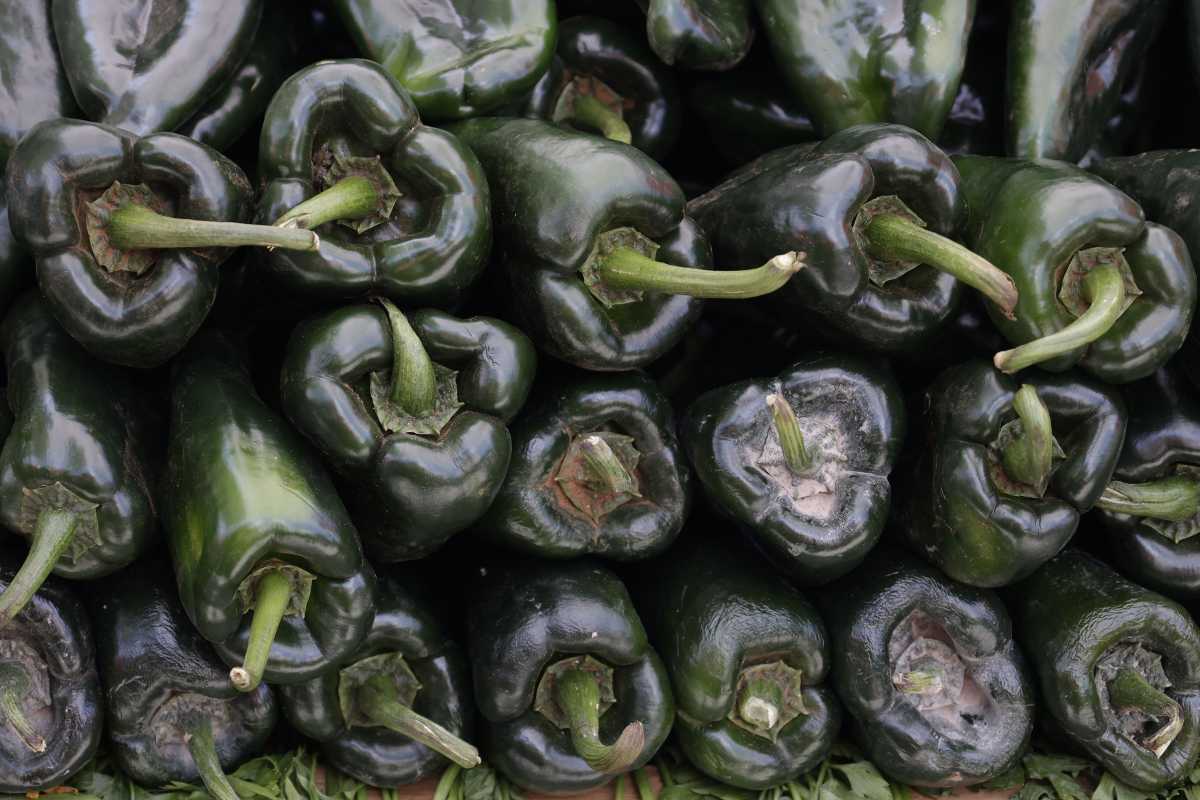 Guía MICHELIN 2026: los 7 restaurantes de Puebla donde puedes comer chiles en nogada 2 La Guía MICHELIN México incluyó por primera vez a Puebla entre sus territorios evaluados en 2026 | Foto: Agencia Enfoque