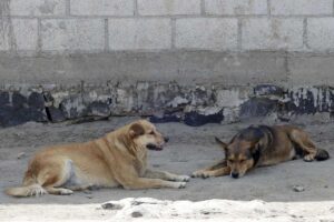 Buscan crear Registro de Personas Agresoras de Animales en Puebla | Foto: Agencia Enfoque