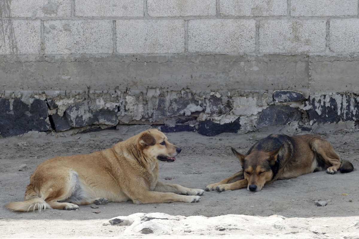 Buscan crear Registro de Agresoras de Animales en Puebla; inscritos deberían tomar atención psicológica 6 Buscan crear Registro de Personas Agresoras de Animales en Puebla | Foto: Agencia Enfoque