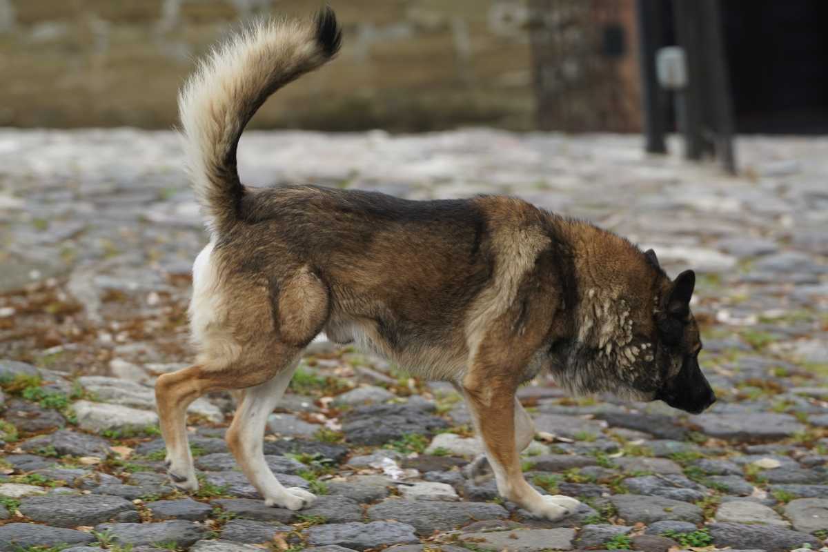 Denuncias por maltrato animal en Puebla
