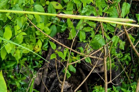 Encuentran cuerpo en avanzado estado de descomposición junto a la carretera México-Tuxpan