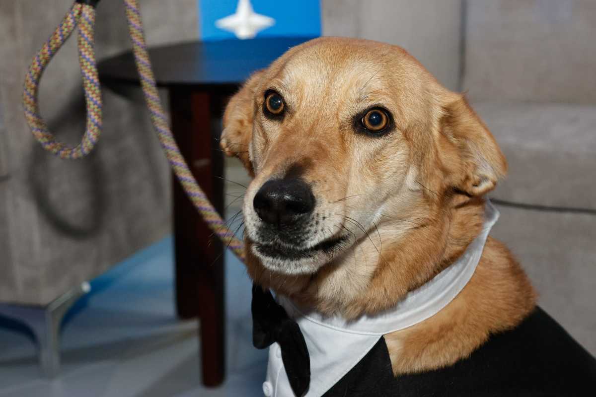 Admisión BUAP 2026: en esta fecha salen los resultados 3 Carolino, mascota de la BUAP | Foto: Agencia Enfoque