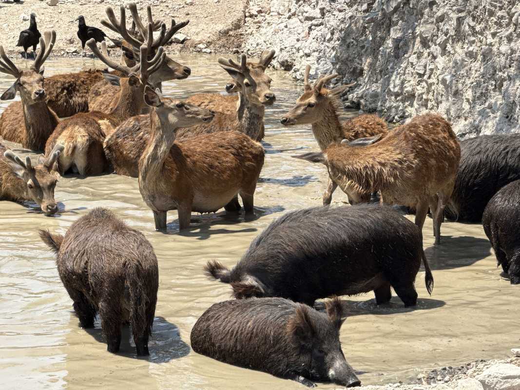 ¿Qué hacer en Puebla durante el verano? Habrá más de mil actividades 5 Africam Safari en Puebla | Foto: Agencia Enfoque