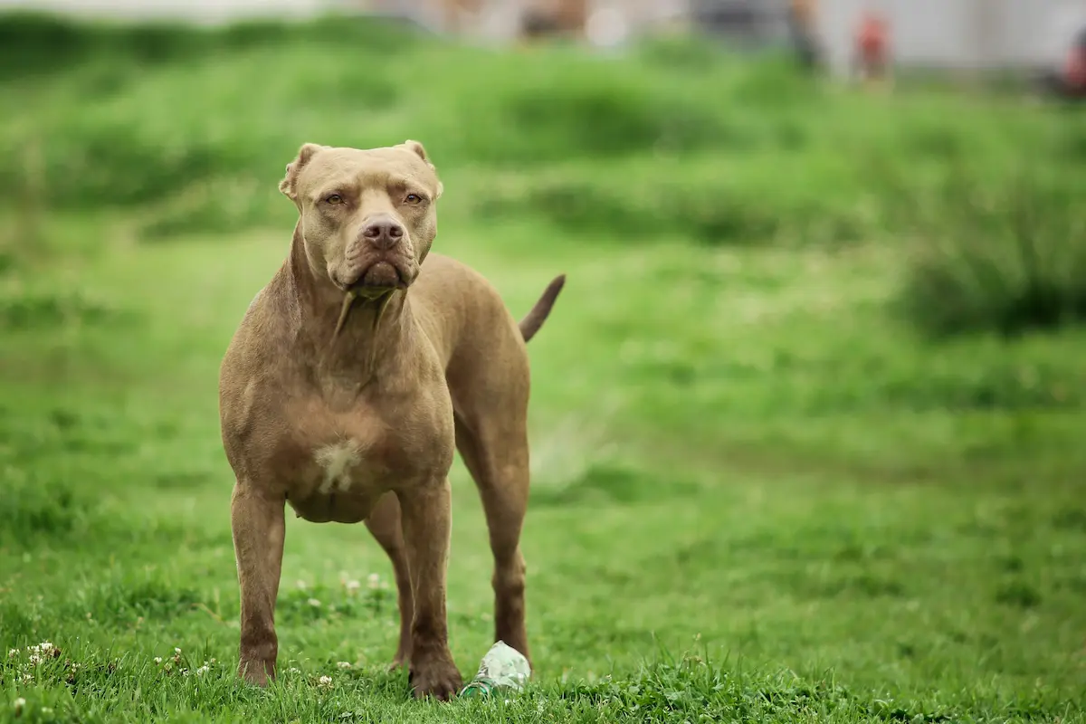 Pitbull hiere a cinco personas durante riña en Bosques del Pilar