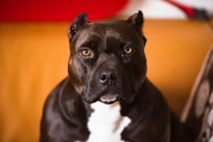 Pitbull hiere a cinco personas durante riña en Bosques del Pilar