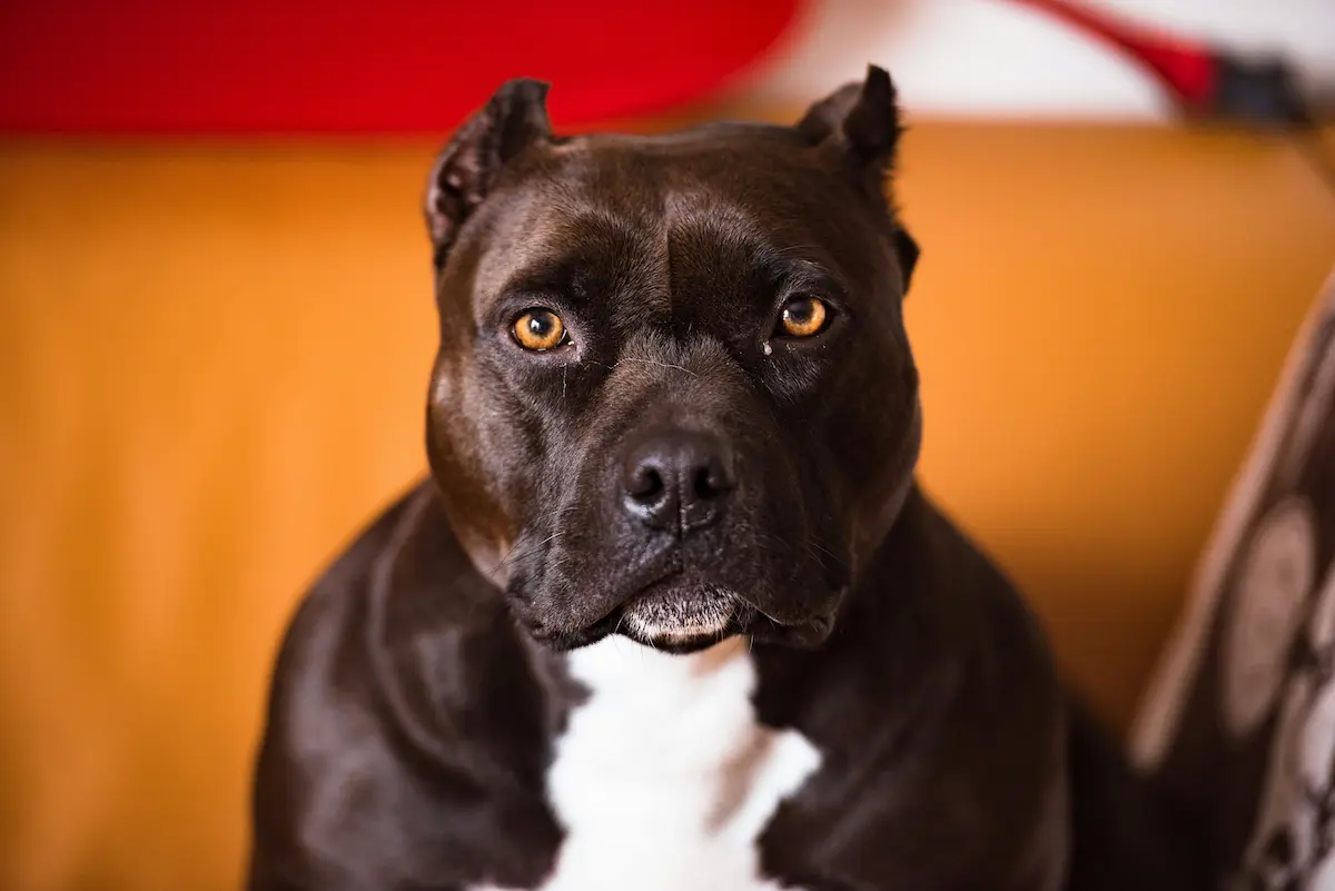 Pitbull hiere a cinco personas durante riña en Bosques del Pilar