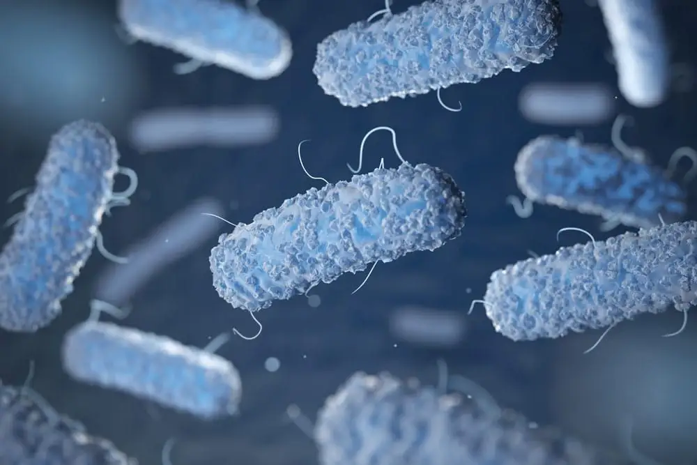 ¿Qué es la legionela, bacteria que provocó brote en Nueva York?