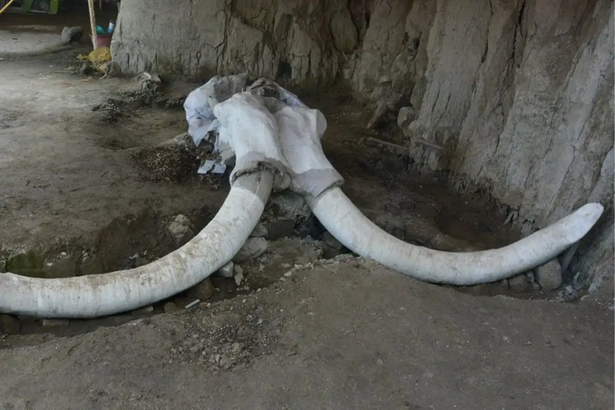 Encuentran restos de mamut en Puebla debajo del Centro