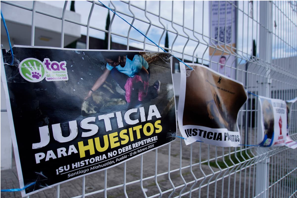 Proponen castigar en Puebla difusión de maltrato animal en redes sociales