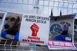 IBA recibe 400 denuncias por maltrato animal en Puebla
