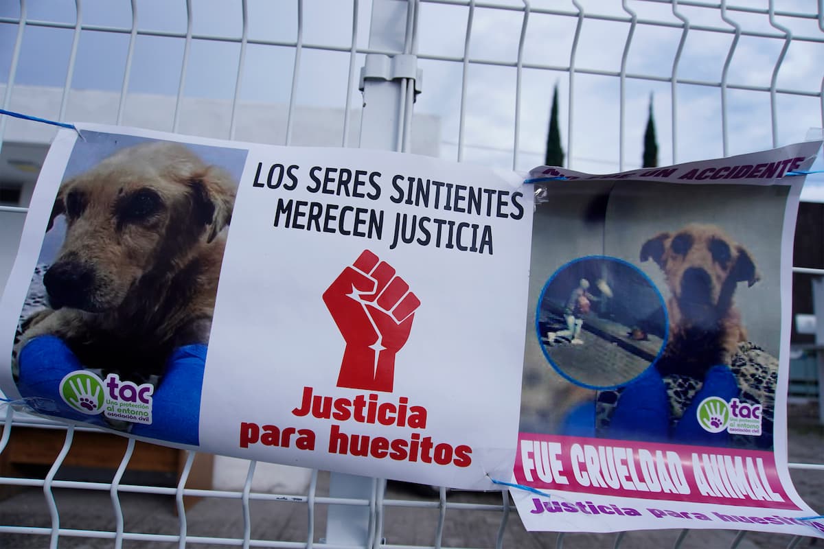 IBA recibe 400 denuncias por maltrato animal en Puebla 4 IBA recibe 400 denuncias por maltrato animal en Puebla