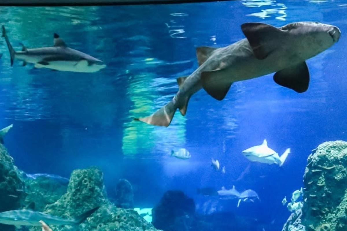 ¿De vacaciones? Acuario Michin en Puebla tiene accesos desde $99 y así los consigues 2 Visitantes disfrutan las actividades de Michin en Puebla | Foto: Acuario Michin