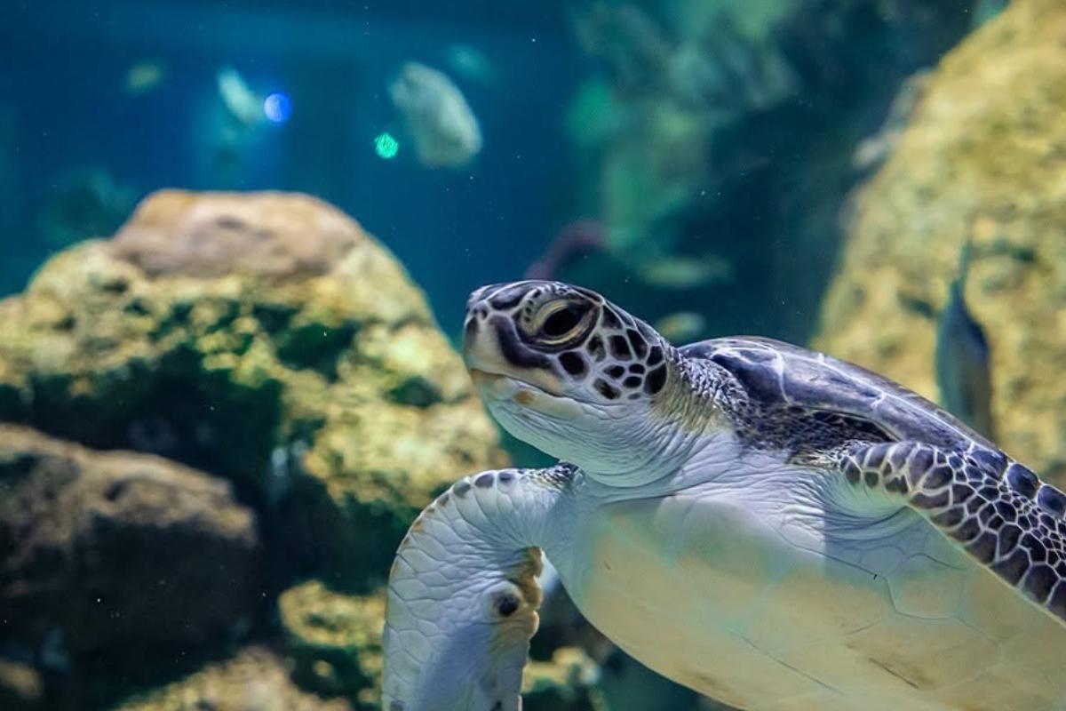 ¿De vacaciones? Acuario Michin en Puebla tiene accesos desde $99 y así los consigues 3 Acuario Michin en Puebla, promoción de verano con accesos desde $99 pesos | Foto: Acuario Michin