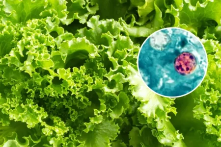 Brote de cyclospora que provoca diarrea explosiva no tuvo su origen en lechuga de México 12 SS rechaza que haya brote de cyclospora en México