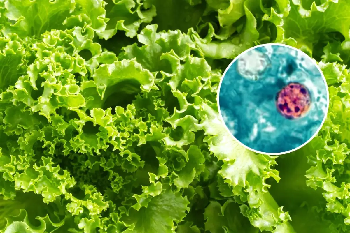 Brote de cyclospora que provoca diarrea explosiva no tuvo su origen en lechuga de México 3 SS rechaza que haya brote de cyclospora en México