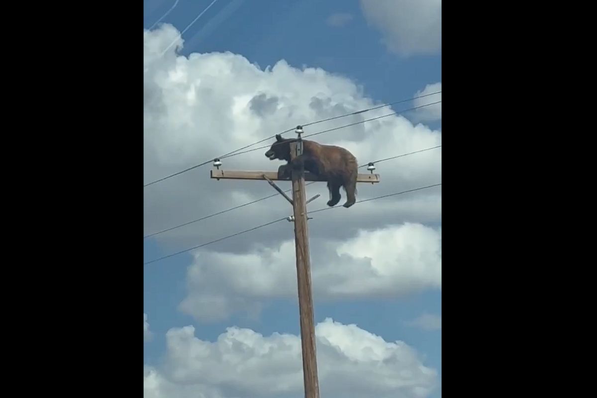 Oso trepa a poste eléctrico | Foto: Cortesía