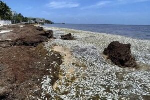 Peces muertos en playa de Puerto Morelos PORTADA