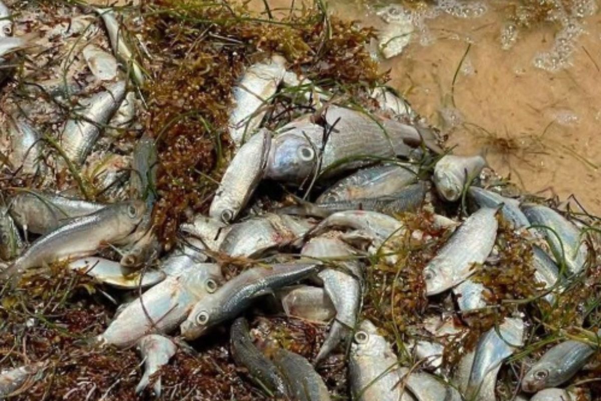 Peces muertos en playa de Puerto Morelos | Foto: Cortesía