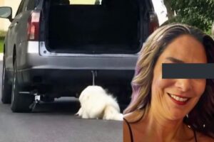 Caso del perrito Rocky
