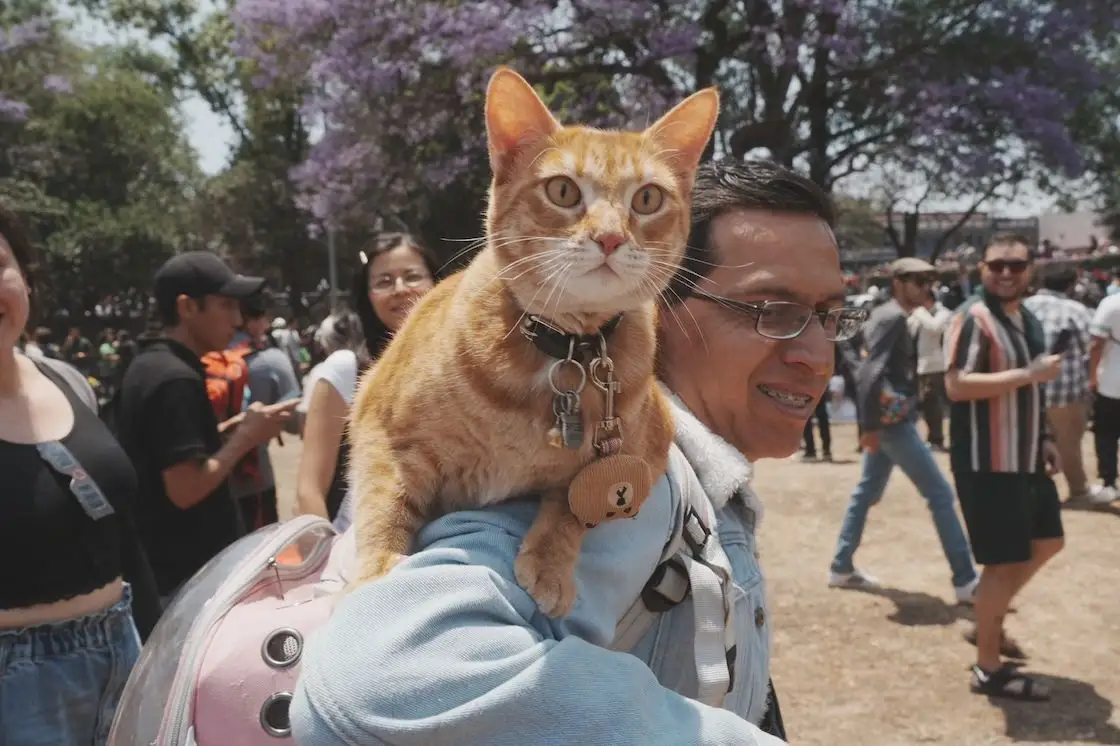 Primer Michi Fest en Puebla: fecha, lugar y actividades