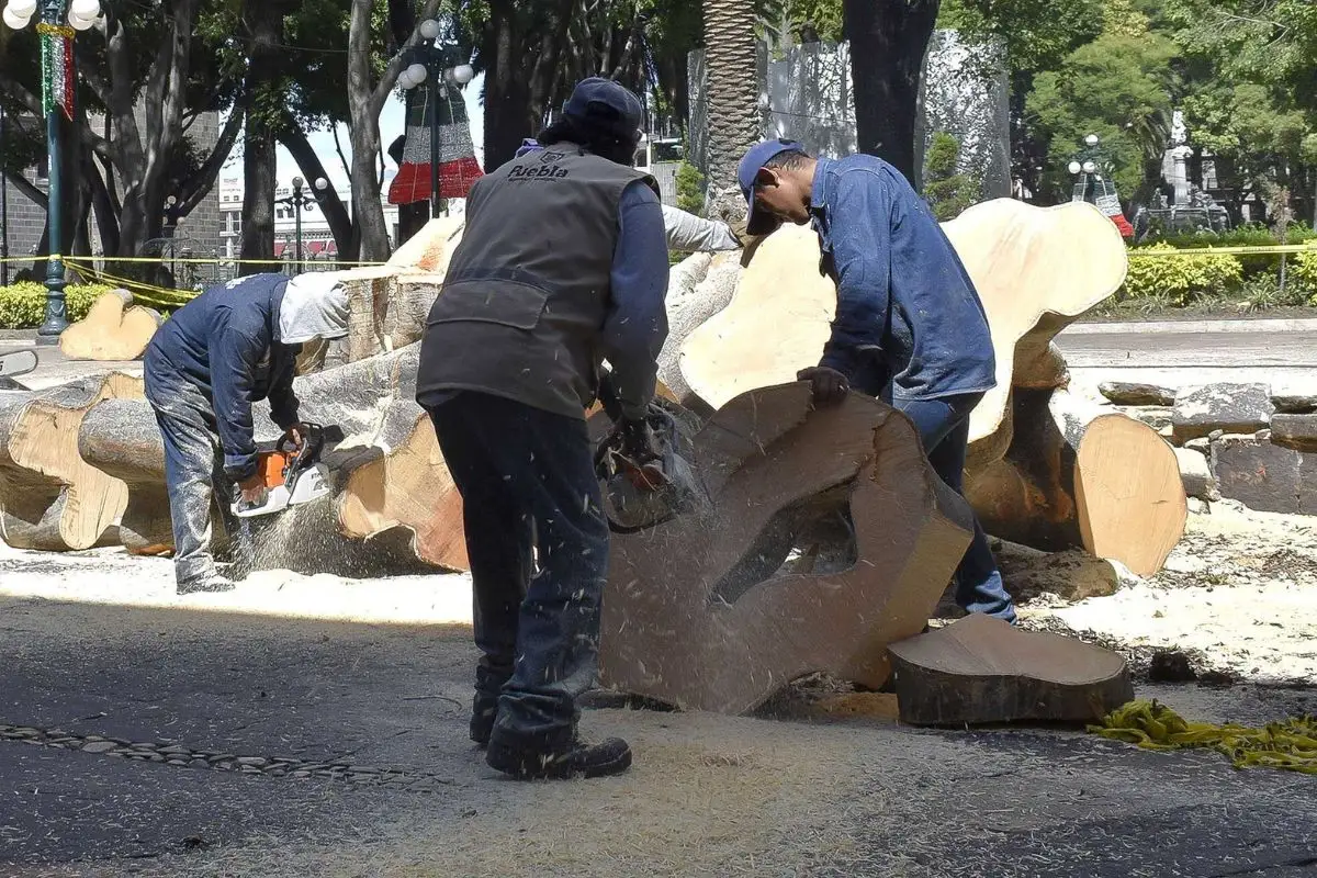 Medio Ambiente municipal autorizó tala de árboles en Bosques de San Sebastián por seguridad de peatones 4 Tala de árboles en Bosques de San Sebastián fue por seguridad
