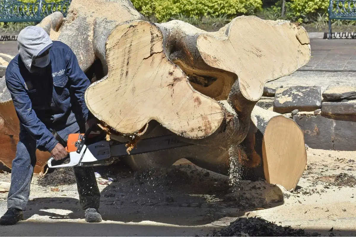 Tala de árboles en Bosques de San Sebastián fue por seguridad