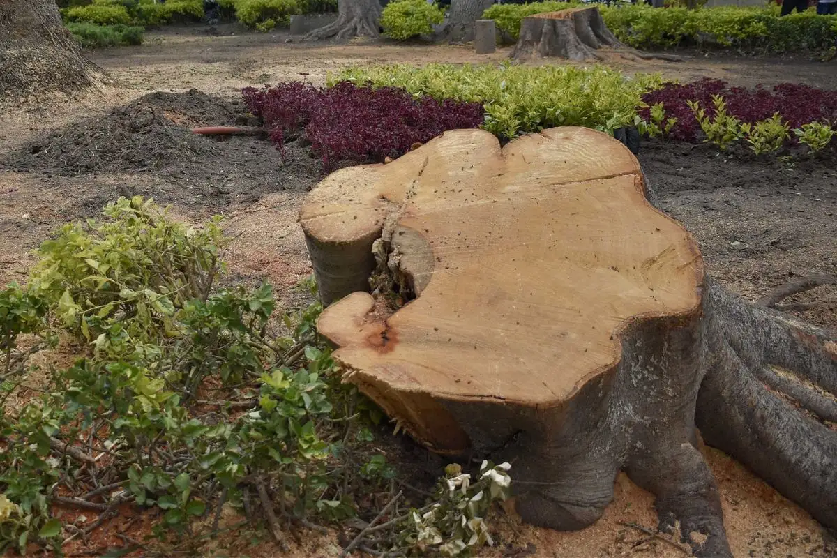 Tala de árboles en Bosques de San Sebastián fue por seguridad