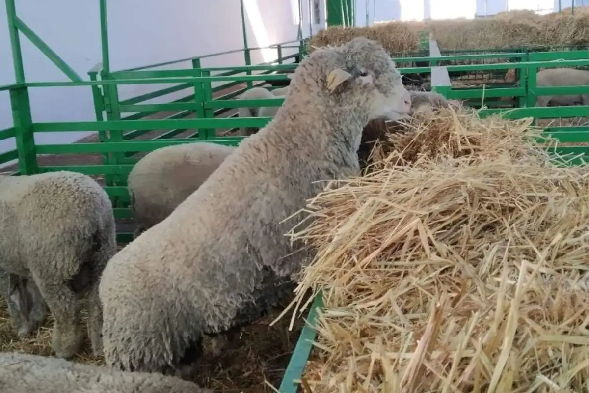 Partido Verde prohibiría exhibición y venta de animales en ferias de Puebla 4 Buscan prohibir exhibición de animales en ferias de Puebla