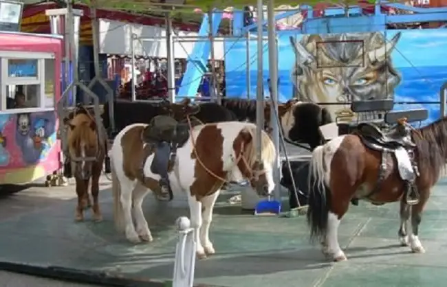 Buscan prohibir exhibición de animales en ferias de Puebla