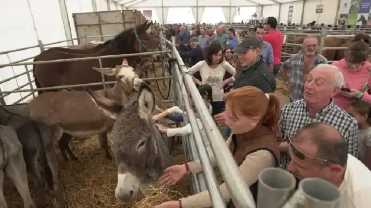 Buscan prohibir exhibición de animales en ferias de Puebla