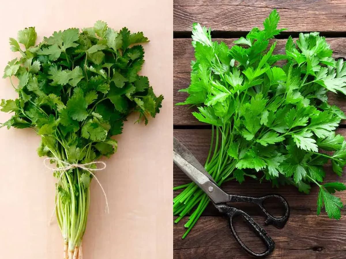 Estados Unidos vincula cilantro y perejil mexicanos con brote de diarrea explosiva